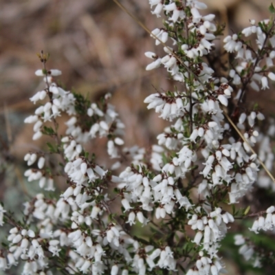 Cryptandra amara (Bitter Cryptandra) at Mount Mugga Mugga - 18 Aug 2022 by Tapirlord