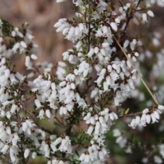 Cryptandra amara at O'Malley, ACT - 18 Aug 2022 10:08 AM