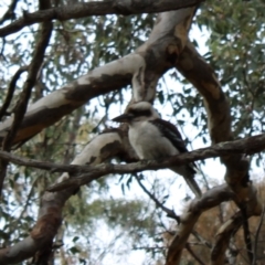 Dacelo novaeguineae (Laughing Kookaburra) at Mount Mugga Mugga - 18 Aug 2022 by Tapirlord