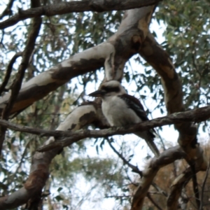 Dacelo novaeguineae at O'Malley, ACT - 18 Aug 2022 10:18 AM