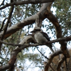 Dacelo novaeguineae (Laughing Kookaburra) at O'Malley, ACT - 18 Aug 2022 by Tapirlord