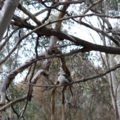 Dacelo novaeguineae at O'Malley, ACT - 18 Aug 2022 10:18 AM