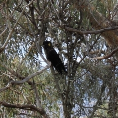 Zanda funerea (Yellow-tailed Black-Cockatoo) at Mount Mugga Mugga - 18 Aug 2022 by Tapirlord