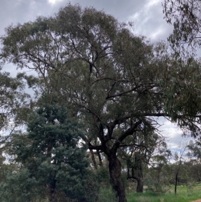 Eucalyptus goniocalyx (Bundy Box) at Mount Majura - 9 Oct 2022 by waltraud