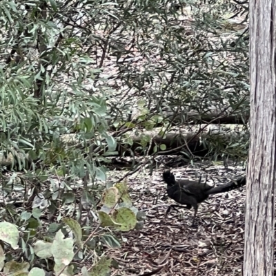 Menura novaehollandiae (Superb Lyrebird) at Kowen, ACT - 9 Oct 2022 by FeralGhostbat