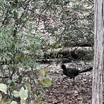 Menura novaehollandiae (Superb Lyrebird) at Molonglo Gorge - 9 Oct 2022 by Bugologist