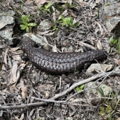 Tiliqua rugosa (Shingleback Lizard) at Kowen, ACT - 9 Oct 2022 by Bugologist