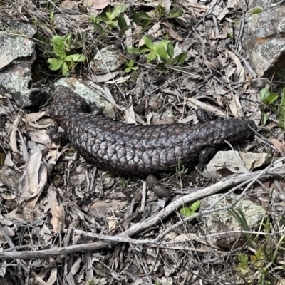 Tiliqua rugosa (Shingleback Lizard) at Kowen, ACT - 9 Oct 2022 by FeralGhostbat