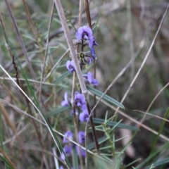 Hovea heterophylla (Common Hovea) at Mount Majura - 28 Aug 2022 by Tapirlord