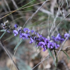 Hovea heterophylla at Hackett, ACT - 28 Aug 2022