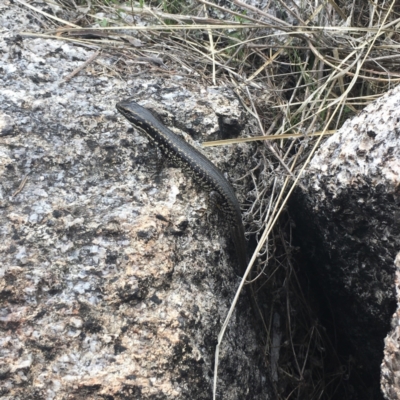 Eulamprus heatwolei (Yellow-bellied Water Skink) at Namadgi National Park - 23 Oct 2021 by mbmiyagi