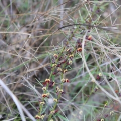 Daviesia genistifolia (Broom Bitter Pea) at Mount Majura - 28 Aug 2022 by Tapirlord