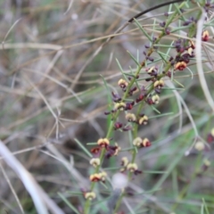 Daviesia genistifolia at Hackett, ACT - 28 Aug 2022