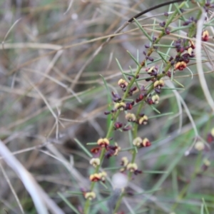 Daviesia genistifolia at Hackett, ACT - 28 Aug 2022 12:16 PM