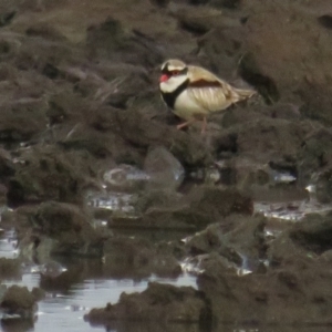 Charadrius melanops at Fyshwick, ACT - 9 Oct 2022