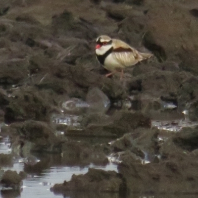 Charadrius melanops (Black-fronted Dotterel) at Fyshwick, ACT - 9 Oct 2022 by TomW