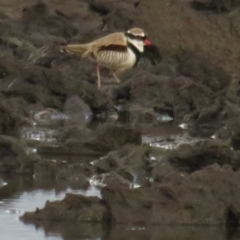 Charadrius melanops at Fyshwick, ACT - 9 Oct 2022