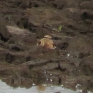 Charadrius melanops at Fyshwick, ACT - 9 Oct 2022