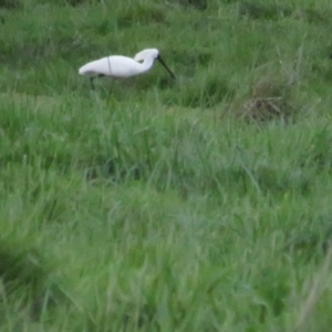 Platalea regia at Fyshwick, ACT - 9 Oct 2022 05:33 PM