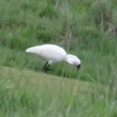 Platalea regia at Fyshwick, ACT - 9 Oct 2022