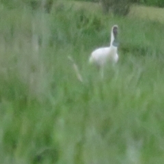 Platalea regia at Fyshwick, ACT - 9 Oct 2022