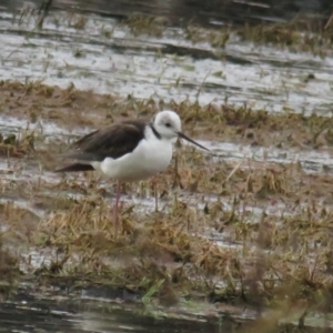 Himantopus leucocephalus at Fyshwick, ACT - 9 Oct 2022