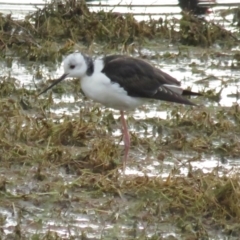 Himantopus leucocephalus at Fyshwick, ACT - 9 Oct 2022