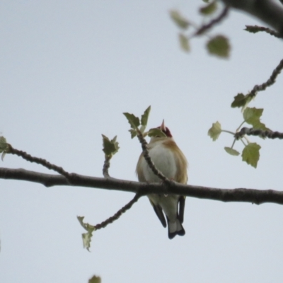 Carduelis carduelis (European Goldfinch) at Fyshwick, ACT - 9 Oct 2022 by BenW