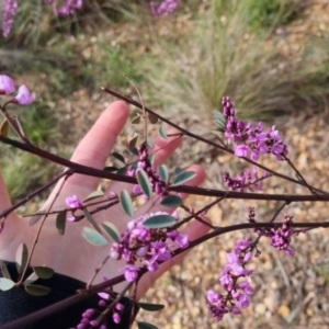 Indigofera australis subsp. australis at Bungendore, NSW - 9 Oct 2022