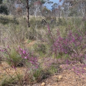 Indigofera australis subsp. australis at Bungendore, NSW - 9 Oct 2022
