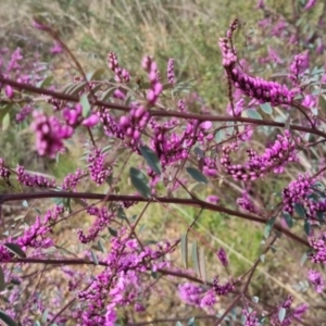 Indigofera australis subsp. australis at Bungendore, NSW - 9 Oct 2022