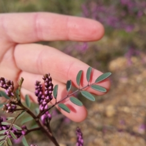 Indigofera australis subsp. australis at Bungendore, NSW - 9 Oct 2022 03:42 PM