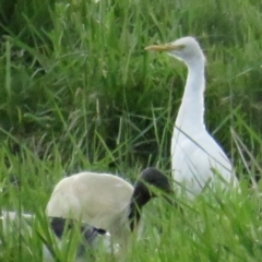 Bubulcus coromandus (Eastern Cattle Egret) at Fyshwick, ACT - 9 Oct 2022 by BenW