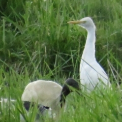 Bubulcus ibis (Cattle Egret) at Fyshwick, ACT - 9 Oct 2022 by TomW