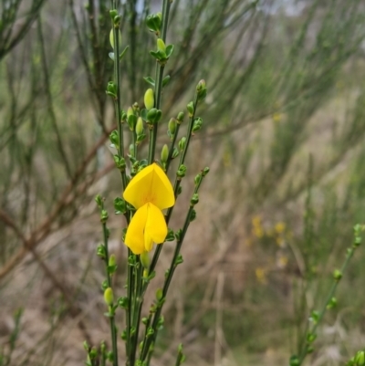 Cytisus scoparius subsp. scoparius (Scotch Broom, Broom, English Broom) at QPRC LGA - 9 Oct 2022 by clarehoneydove