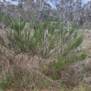 Cytisus scoparius subsp. scoparius at Bungendore, NSW - 9 Oct 2022