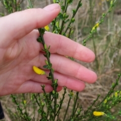 Cytisus scoparius subsp. scoparius at Bungendore, NSW - 9 Oct 2022 03:39 PM