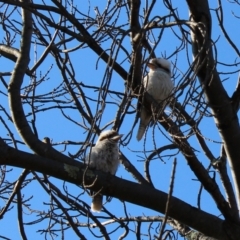 Dacelo novaeguineae (Laughing Kookaburra) at Red Hill to Yarralumla Creek - 4 Sep 2022 by Tapirlord