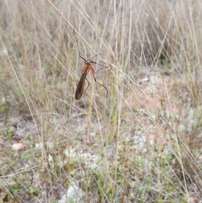 Harpobittacus australis (Hangingfly) at Block 402 - 9 Oct 2022 by HughCo