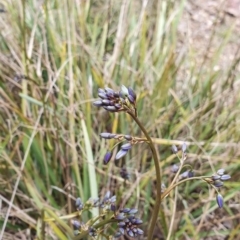 Dianella revoluta (Black-Anther Flax Lily) at Piney Ridge - 9 Oct 2022 by HughCo