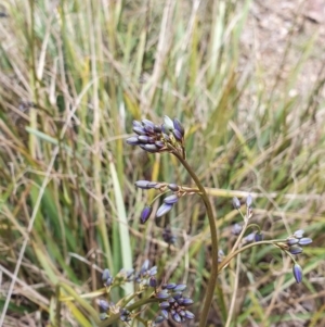 Dianella revoluta at Stromlo, ACT - 9 Oct 2022 01:44 PM