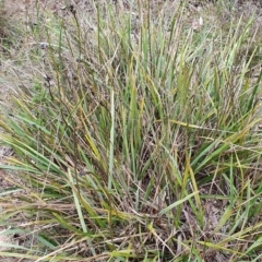 Dianella revoluta at Stromlo, ACT - 9 Oct 2022 01:44 PM