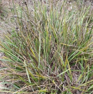 Dianella revoluta at Stromlo, ACT - 9 Oct 2022