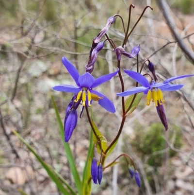 Stypandra glauca (Nodding Blue Lily) at Block 402 - 9 Oct 2022 by HughCo