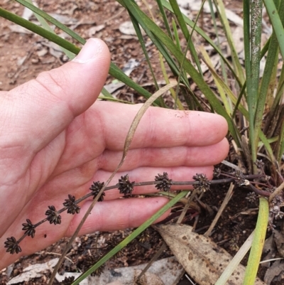Lomandra multiflora (Many-flowered Matrush) at Stromlo, ACT - 9 Oct 2022 by HughCo