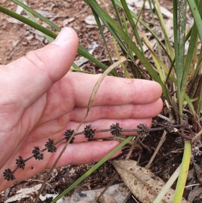 Lomandra multiflora (Many-flowered Matrush) at Stromlo, ACT - 9 Oct 2022 by HughCo