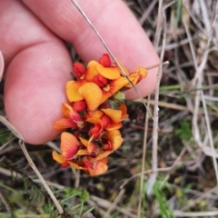 Dillwynia sericea (Egg And Bacon Peas) at Block 402 - 9 Oct 2022 by HughCo