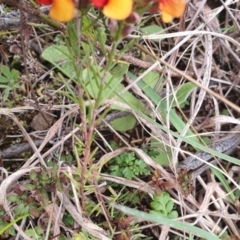 Dillwynia sericea at Stromlo, ACT - 9 Oct 2022