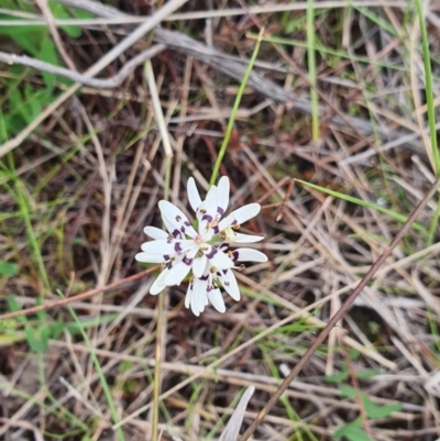 Wurmbea dioica subsp. dioica (Early Nancy) at Block 402 - 9 Oct 2022 by HughCo