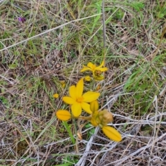 Bulbine sp. at Stromlo, ACT - 9 Oct 2022 by HughCo